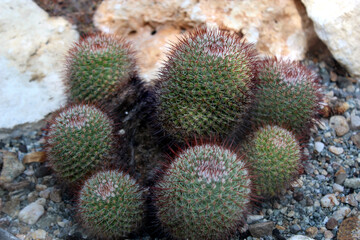 Mammillaria Mathildae Cactus with Small Spines