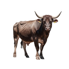 Naklejka premium Large brown bull standing strong isolated on a transparent background 