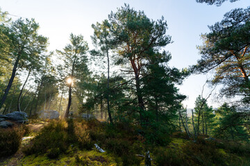 Fototapete bei efototapeten.de bestellen   