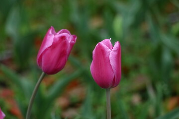 色とりどりに咲き誇る赤白黄色