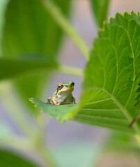 A small green tree frog sits perched on the edge of a green leaf