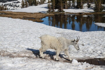 Mountain goat