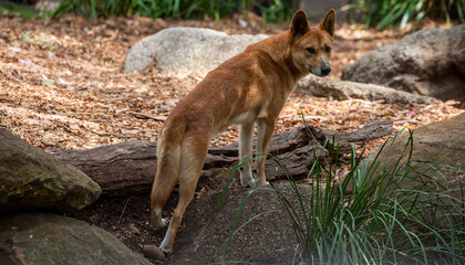 The dingo (Canis lupus dingo) is a wild dog native to Australia. It has a lean body, short fur, and...