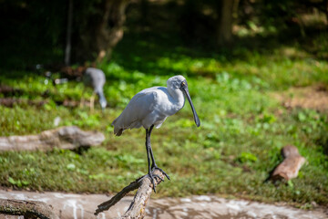 The royal spoonbill (Platalea regia) is a large, white bird with a black, spoon-shaped bill. occurs in intertidal flats and shallows of fresh and saltwater wetlands in Australia, New Zealand.