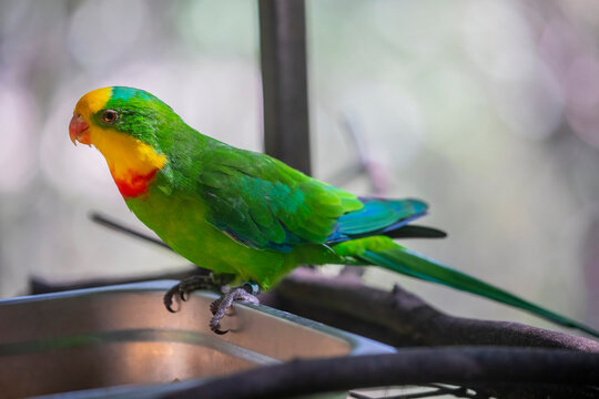The superb parrot (Polytelis swainsonii)  is a parrot native to south-eastern Australia. It is a dimorphic species. 