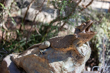the sculpture of the eastern bearded dragon (Pogona barbata) in Healesville Sanctuary (Zoos Victoria) Australia. 
