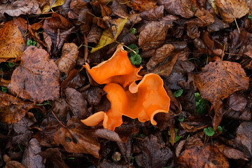 Der Orangebecherling im Herbstlaub - Aleuria aurantia - Sauerland, NRW