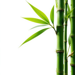 Fototapeta premium Nature's Simplicity The Elegant Grace of a Bamboo Shoot