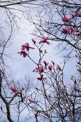 Magnolia flowers Soulange on a background of sky and bare branch
