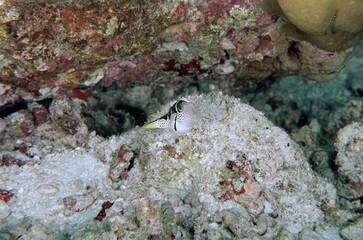 Striped and spotted boxfish on the reef. Film shot scan 24×36 мм, Kodak Porta, ISO 160.