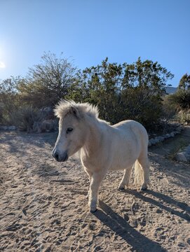 white horse in the desert