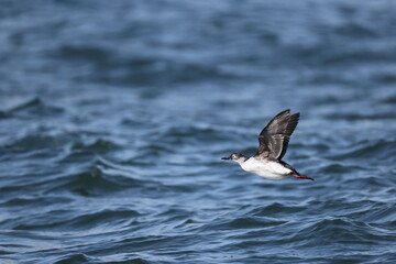 Fototapeta premium The spectacled guillemot or sooty guillemot (Cepphus carbo) is a seabird in the auk family. This photo was taken in Hokkaido, Japan.