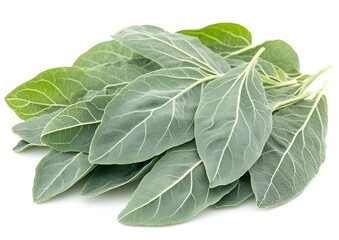 Fresh Green Leaves Close-up