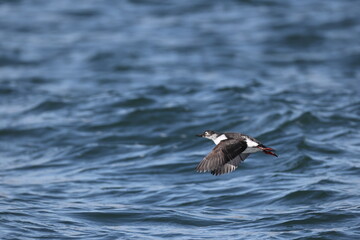 The spectacled guillemot or sooty guillemot (Cepphus carbo) is a seabird in the auk family. This...