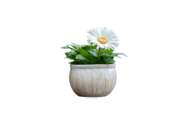 A macro shot of a single daisy in full bloom, with droplets of dew on the petals, placed in a decorative ceramic pot, with blurred greenery in the background creating a bokeh effect