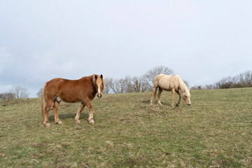 Brown horse and palomino pony grazing in a green grass paddock against a clear sky.