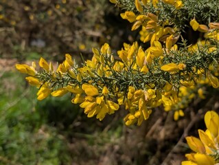 Flowers of Gorse (Ulex)
