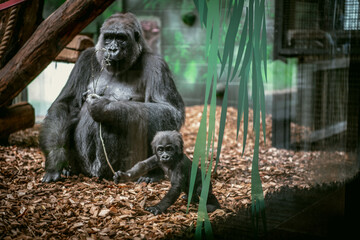 Closeup on a gorilla and her baby at the zoo	