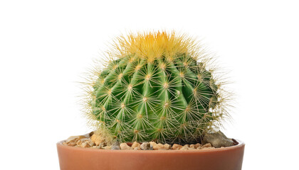 Cactus Isolated On PNG Transparent and White Background