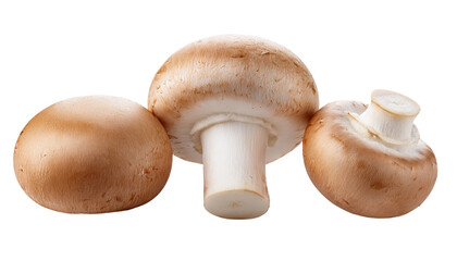 Champignon Mushroom Isolated On PNG Transparent and White Background 
