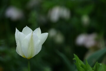 色とりどりに咲き誇る赤白黄色