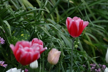 色とりどりに咲き誇る赤白黄色