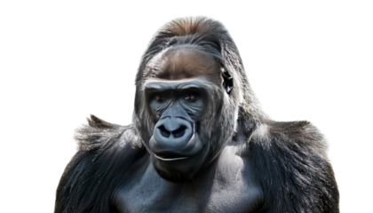 Cross River Gorilla Isolated On PNG Transparent and White Background