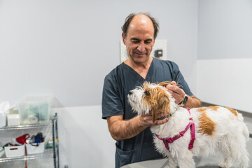 Veterinarian examining a cute jack russell terrier at veterinary clinic