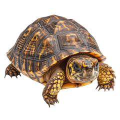 Obraz premium A detailed image of a tortoise on a white isolated background, showcasing its unique shell patterns.