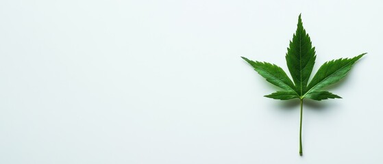 Obraz premium Fresh green leaf on a clean white background emphasizing nature's beauty