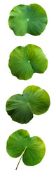 A collection of lush green lotus leaves arranged beautifully on a white background.