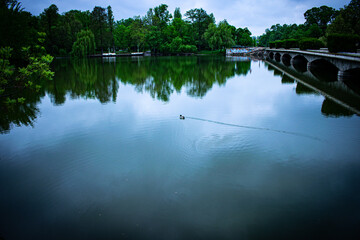 reflection of trees in water