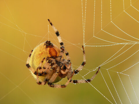 Spider on a spider web with dew drops in the morning light