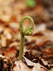 Fern young plant in nature close-up view