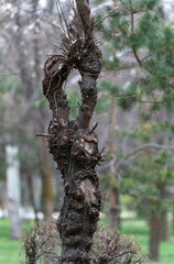 A vertical photo of a bizarrely, lumpy shaped tree trunk in early spring, with buds beginning to...
