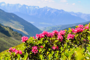 Blick über die rostblättrige Alpenrose auf eine Alpengebirgskette in das nächste Tal