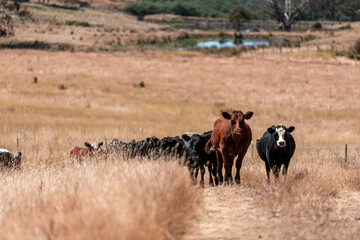 beautiful cattle in Australia  eating grass, grazing on pasture. Herd of cows free range beef being regenerative raised on an agricultural farm. Sustainable farming