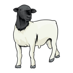 dorper sheep with separate white background