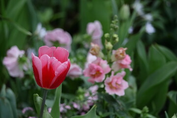 色とりどりに咲き誇る赤白黄色