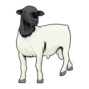 dorper sheep with separate white background