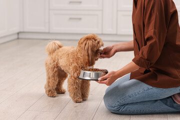 Owner feeding her cute dog with dry pet food indoors, closeup