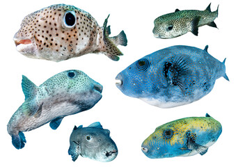 Pufferfish Species Collection Set – Isolated PNG with Transparent Background	