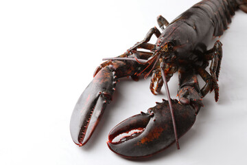 One raw lobster on white marble table, closeup. Space for text