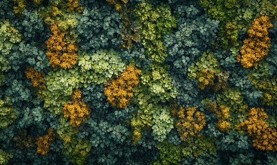 A breathtaking aerial view of a forest canopy with vibrant autumn colors, showcasing nature's beauty and intricate patterns.