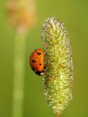 Ladybug beetle on a blade of grass with dew drops in the morning light.
