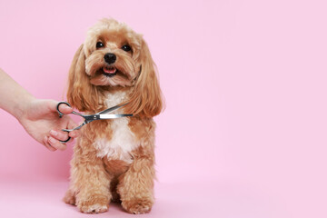 Pet grooming. Woman with scissors and cute dog on pink background, closeup. Space for text
