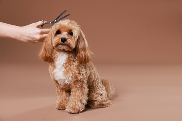 Pet grooming. Woman with scissors and cute dog on brown background, closeup. Space for text