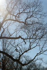 sun flare and trees in the park