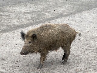 wildschwein, eber, keiler. bulle, wild, tier, eber, schweinepest, borsten, schlamm, säugetier,...