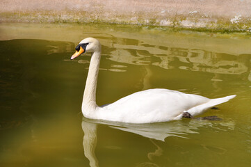 Beautiful white swan swimming in the pond